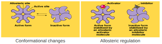 <ul><li><p><span style="background-color: transparent;"><span>Conformational changes by regulatory molecules </span></span></p><ul><li><p><span><span>Inhibitors </span></span><span style="background-color: transparent;"><span>- keeps enzyme in inactive form</span></span></p></li><li><p><span><span>Activators </span></span><span style="background-color: transparent;"><span>- keeps enzyme in active form</span></span></p></li></ul></li></ul><p></p>