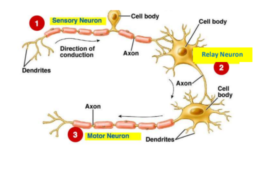 <p>cell body with nucleus that contains genetic material</p><p>dendrites → axon → terminal buttons</p><p>myelin sheath protects and speeds up impulse. has nodes of ranvier to force it to&nbsp;‘jump’</p>