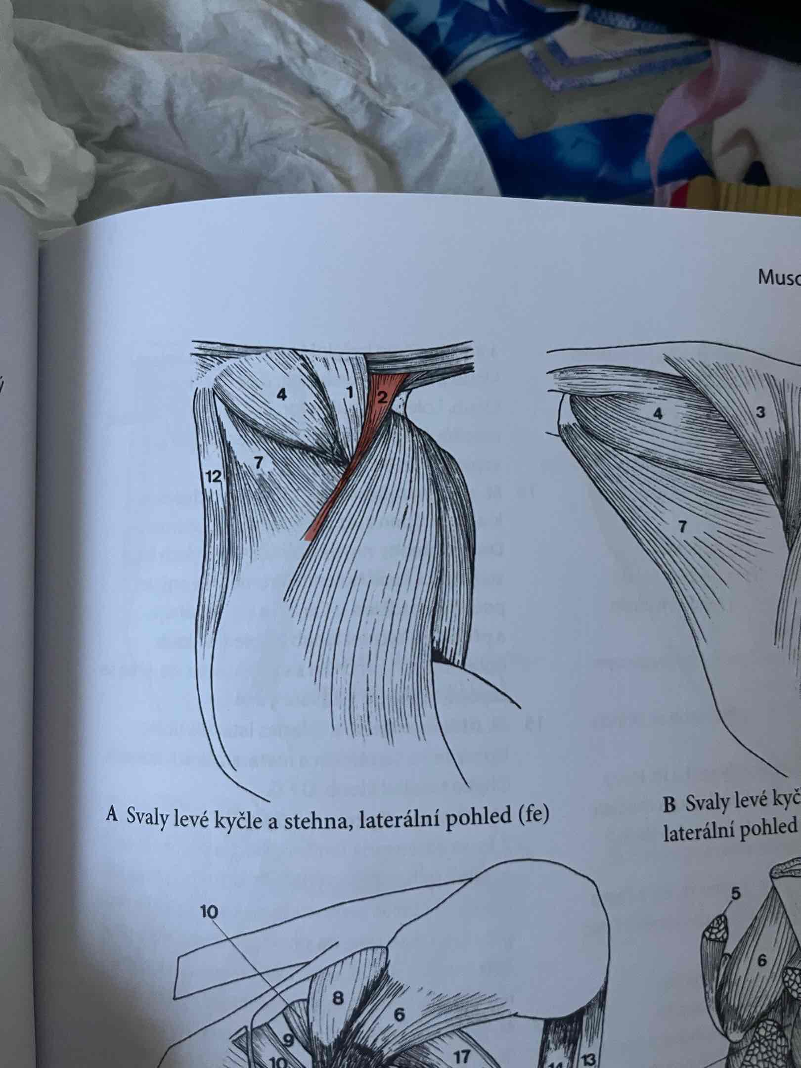 <p>Jen u Fe</p><p>odstup: od 2. až po 4. ocasní obratel</p><p>úpon: do fascia lata, patella</p><p>fce: abdukce a extenze v articulatio coxae</p><p>č.2</p>