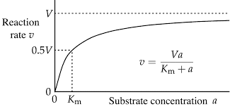 <ul><li><p>saturatiepunt = punt snelheid niet meer bepaald wordt door [comp.]</p></li><li><p>model is relevant als <span>&nbsp;[enzym] &lt;&lt;&lt; [substraat]</span></p></li><li><p><span>onafh. van &nbsp;[enzym] </span></p></li><li><p><span>afh. van pH, T, type substraat</span></p></li><li><p><span>maat voor affiniteit: Km </span><span data-name="arrow_up" data-type="emoji">⬆</span><span>, affiniteit </span><span data-name="arrow_down" data-type="emoji">⬇</span></p></li></ul><p></p>