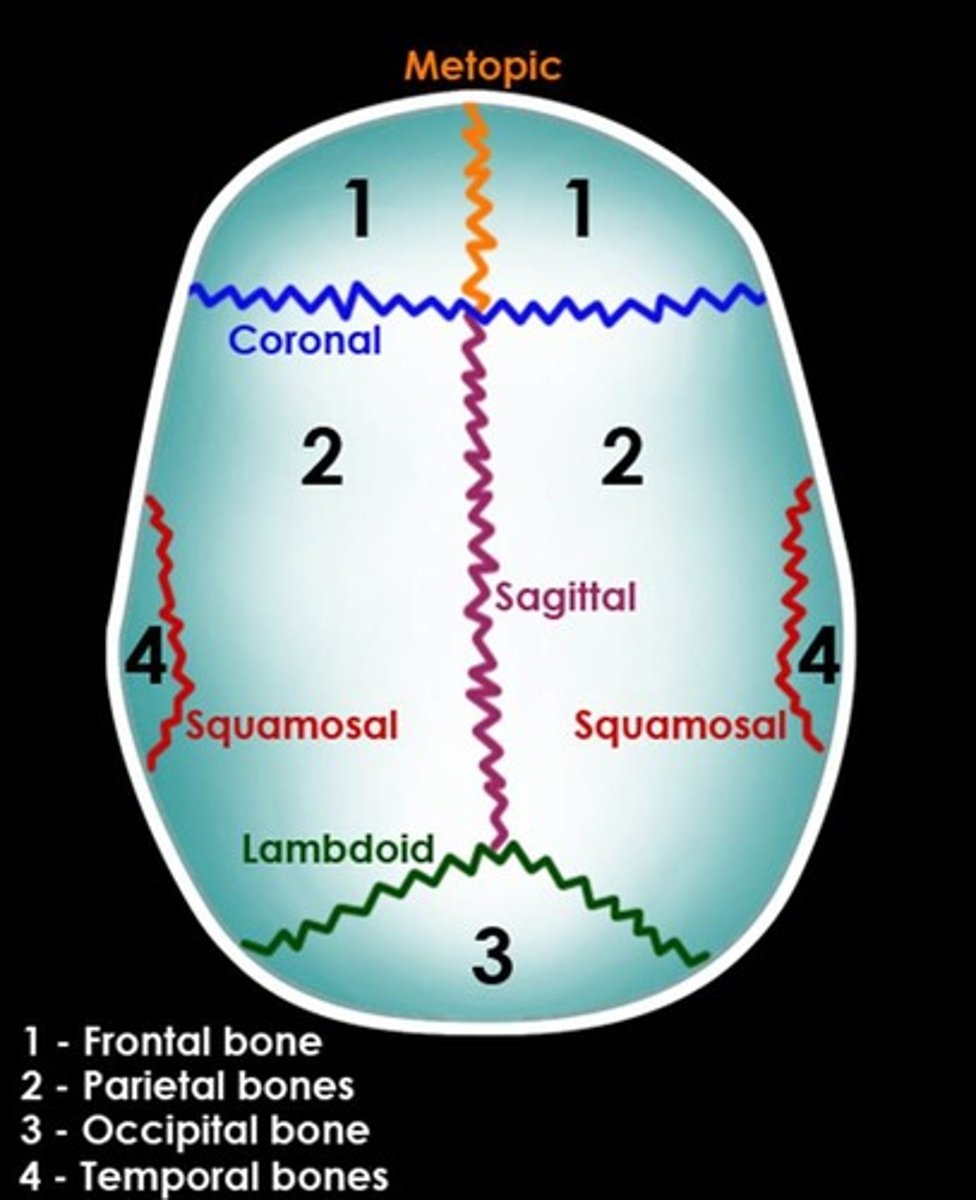 <p>• Sagittal</p><p>• Coronal</p><p>• Lambdoidal</p><p>• Squamous</p>