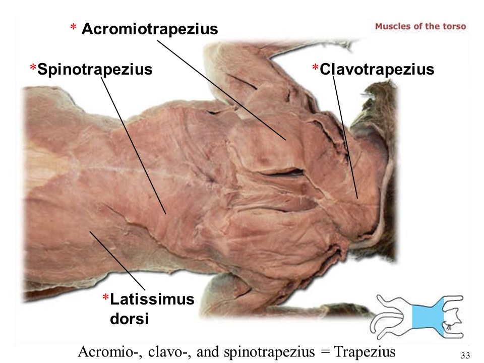 <p>Origin: Dorsal Midline of the thorax</p><p>Insertion: Scapular Spine</p><p>Action: Rotates Scapula Backward</p>