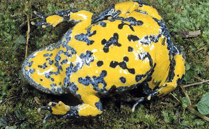 term image