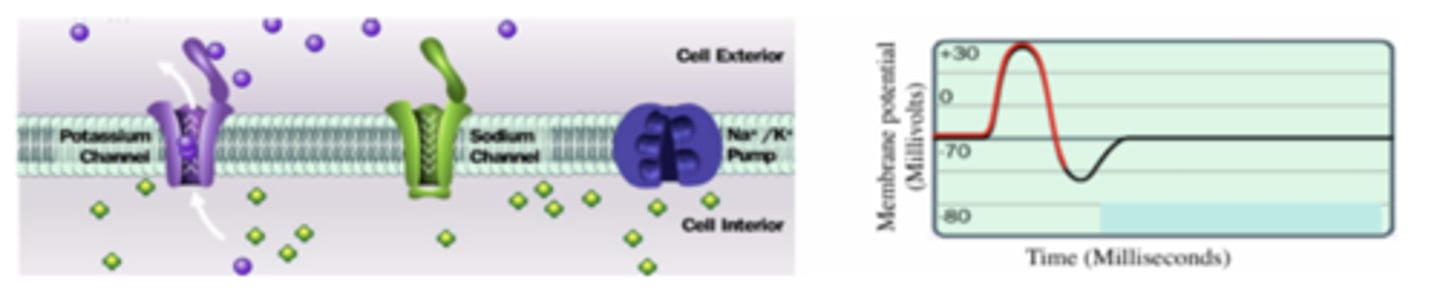 <p>- after depolarization (~ +30 mV) -&gt; potassium gates open, K+ ions move out of the cell, down their concentration gradient (potassium efflux)</p><p>- sodium channels close -&gt; results in reversal of membrane potential toward a negative (-) membrane potential</p>