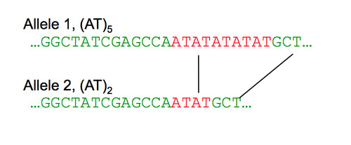 Regions of a chromosome that contain multiple copies of a core DNA sequence arranged in a repeating fashion. eg: ACACACACAC (two nucleotide repeat = dimeric)
or GATAGATAGATA (four base repeat = tetrameric)