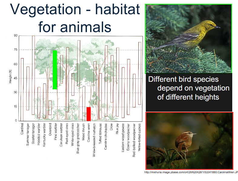 <p>different bird species on x axis, what microclimate/habitat on the tree do the bird species depend on? </p><p>Clear cutting eliminates habitat for many different species. </p>