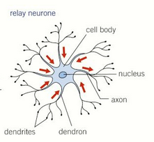 <p>transmit impulses between neurones</p>