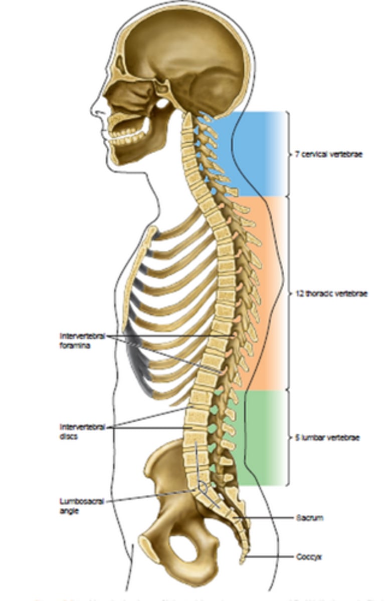 <p>• The adult vertebrae column, or spine, consists of 26 bones: the vertebrae (24), the sacrum (1), and the coccyx, or tailbone. The vertebra provides a column of support.</p>