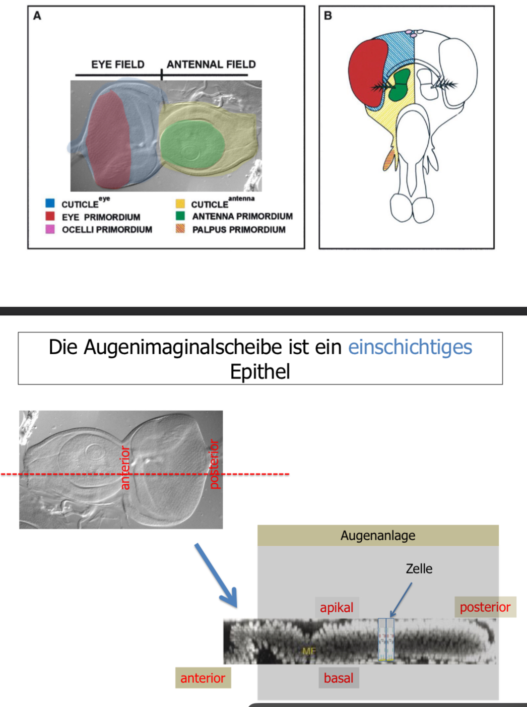 <ul><li><p>Zelle/MF: Morphologische Furche; wandert von posterior nach anterior</p></li><li><p>hinter MF (posterior): Differenzierung; anterior: undifferenziert</p></li></ul>