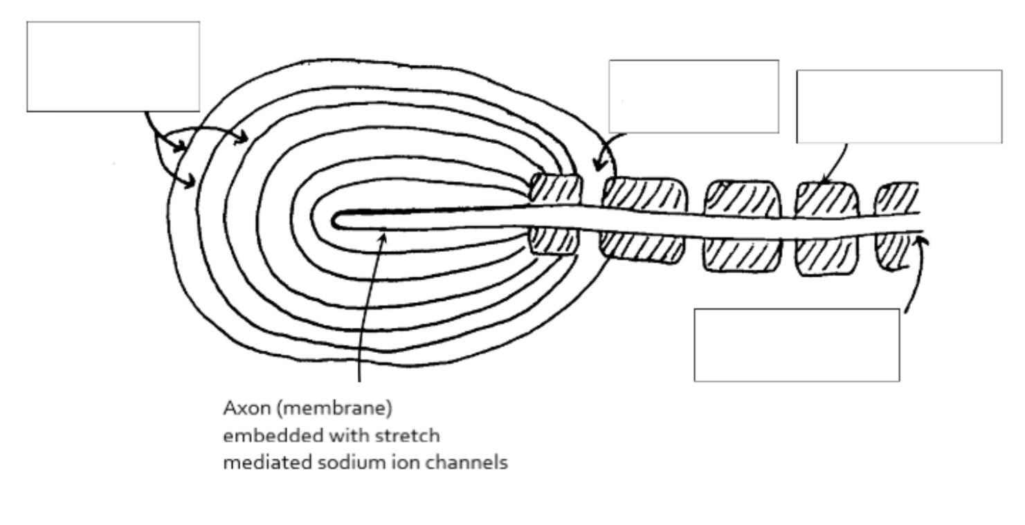 <p>label the diagram of the pacinian corpuscle</p>