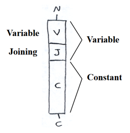 <p>variable (V) region, joining (J) region, constant (C) region</p><p>(going from N terminus to C terminus)</p><p>250 V regions that code for the N-terminal end of the variable region</p><p>4 J regions that code for the C-terminal end of the variable region (not the C-terminal end of the entire chain)</p><p>single C region that codes for the constant region</p>