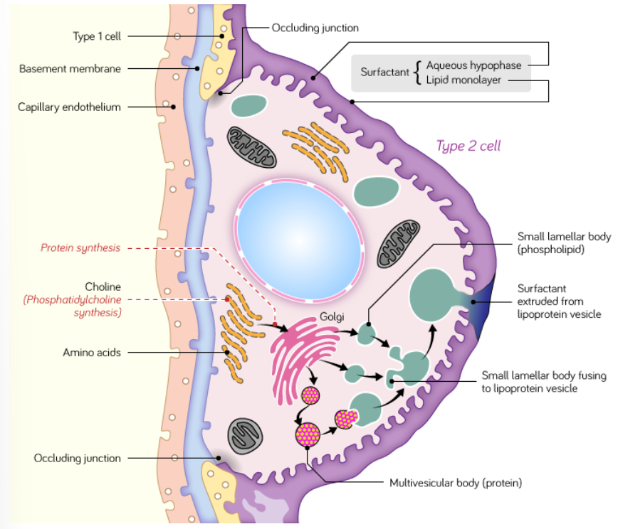 <ul><li><p>Type II pneumocytes secrete <strong>surfactant</strong>. They represent 60% of the number of alveolar cells but only 5-10% of the surface area lining the alveoli.</p></li><li><p>These cells are rounded in shape and contain numerous mitochondria.</p></li><li><p>Surfactant acts as a detergent, reducing alveolar surface tension, preventing collapse of the alveoli during expiration and facilitating inspirational expansion.</p></li><li><p>Some type II pneumocytes act as precursor stem cells for type I pneumocytes.</p></li></ul>