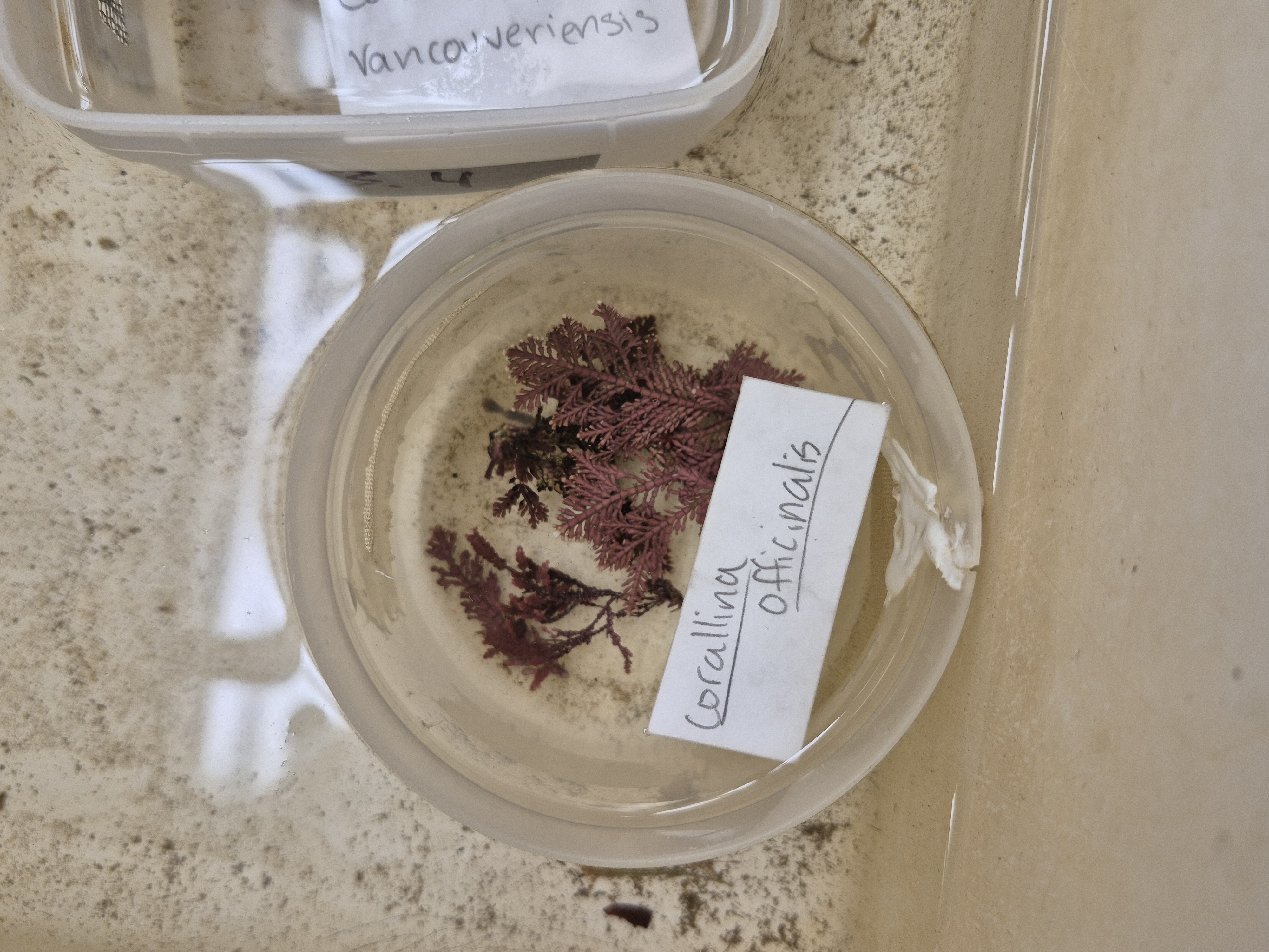 <p>Corallina officinalis</p>
