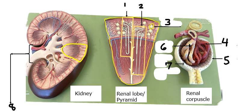 <p>Label structures 5-8</p>