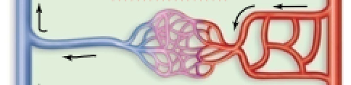 <p>two or more arteries converge to supply the same region; ex. superior and inferior epigastric arteries suppling abdominal wall</p>