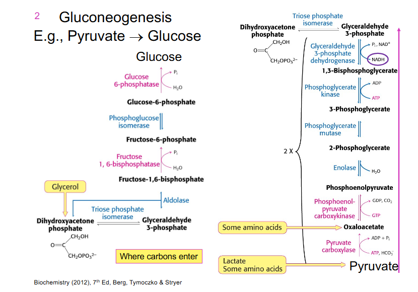 <p>Pyruvate -> Glucose</p><p>3 control points of glycolysis:</p><p>- hexokinase, phosphofructokinase (PFK), and pyruvate kinase</p>
