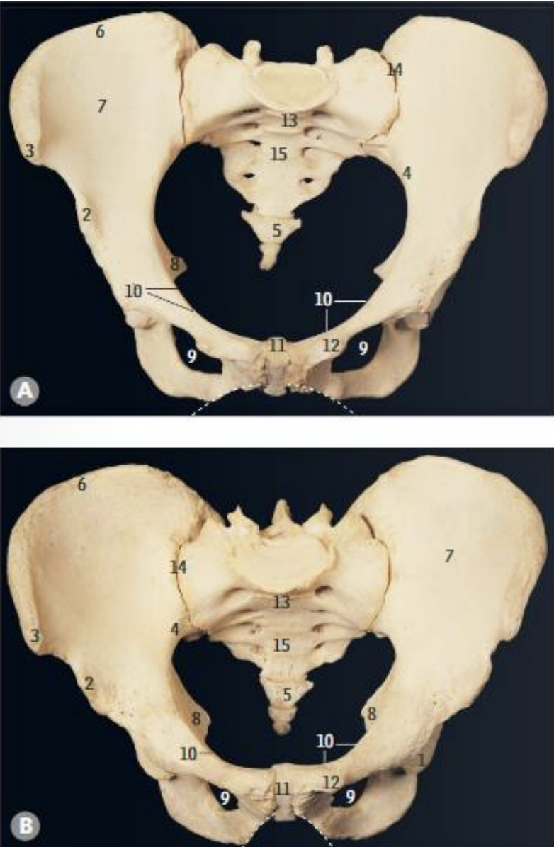 <p>What is structure 11?</p>