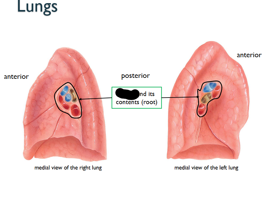 <p>What structure is this within the <strong>Medial View of the Lung?</strong></p>