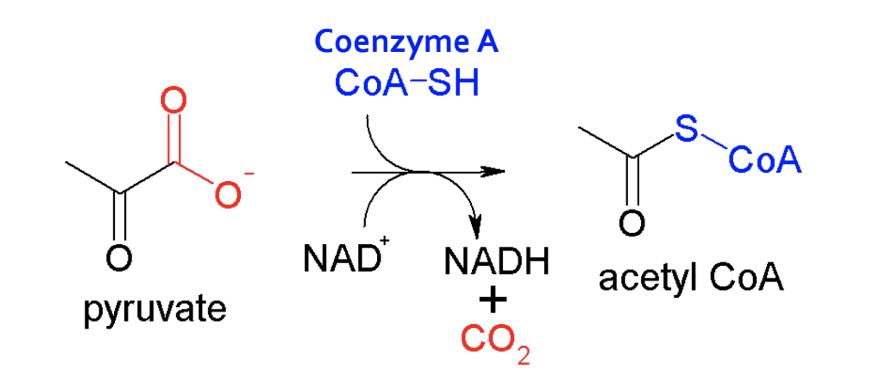 Pyruvate Oxidation Steps