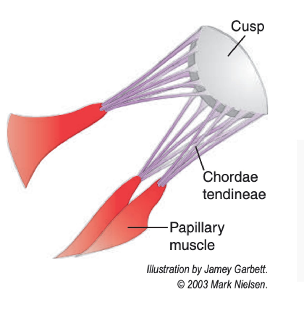 <p>internal folds of ventricular muscle that give attachment to the chordae tendineae</p>