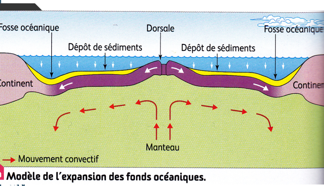 <p>→ Le champ magnétique de la Terre est inversé au cours des temps géologiques. L’aimantation de la Terre est acquérie par certaines roches, comme le basalte.</p><p>→ <span style="color: inherit;">anomalies magnétiques </span>au fond des océans mise en évidence; dispostion en <span><strong>bandes symétriques par rapport à l’axe de la dorsale</strong></span></p><p>→ confirmation de l’hypothèse d’une <span><strong>expansion océanique à partir de la dorsale — </strong></span>modèle du<span><strong> “double tapis roulant”</strong></span></p><p>(vitesse de l’ordre de 1 à 10 cm/an ; calculée en fesant le double de la vitesse du déplacement d’une des plaques)</p>