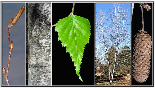 <p>Thin pointed, and triangular leaves; Bark does not easily separate into peeling layers- outer part grayish/white; Tough twigs either brown or gray</p>