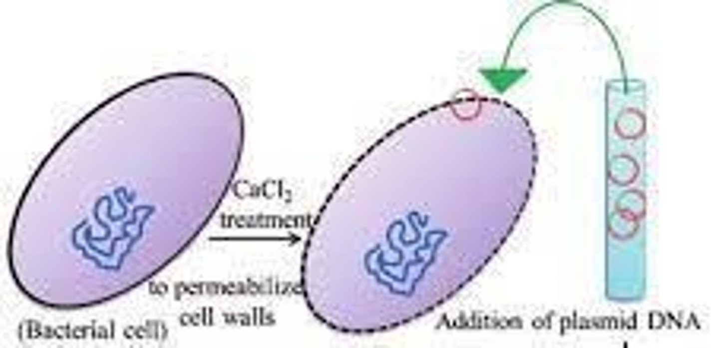 <p>It neutralizes negative charges on the phospholipid layer and DNA, allowing DNA binding to the cell surface.</p>