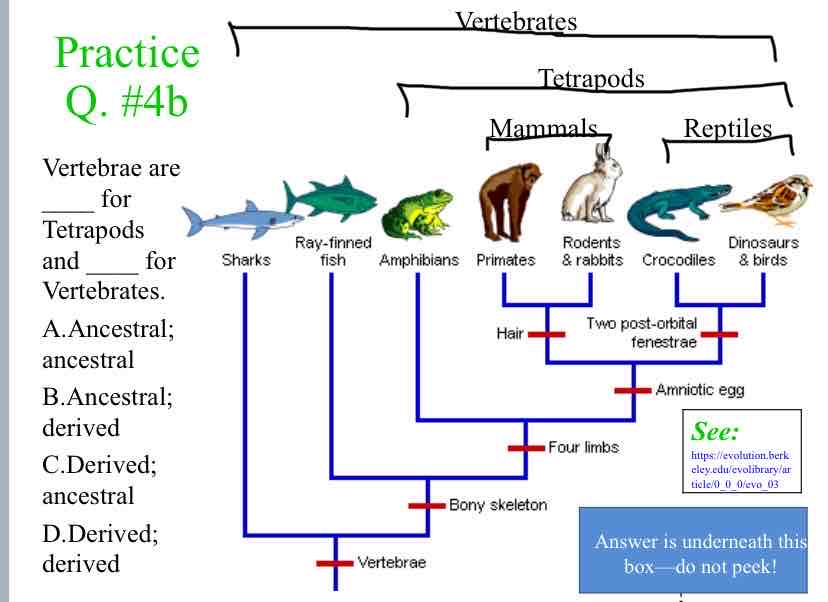 <p>Practice Question (Traits) - Vertebrae are ____ for Tetrapods and _____ for Vertebrates.</p>