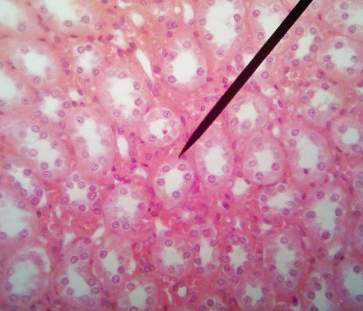 <p>Tissue locations</p>