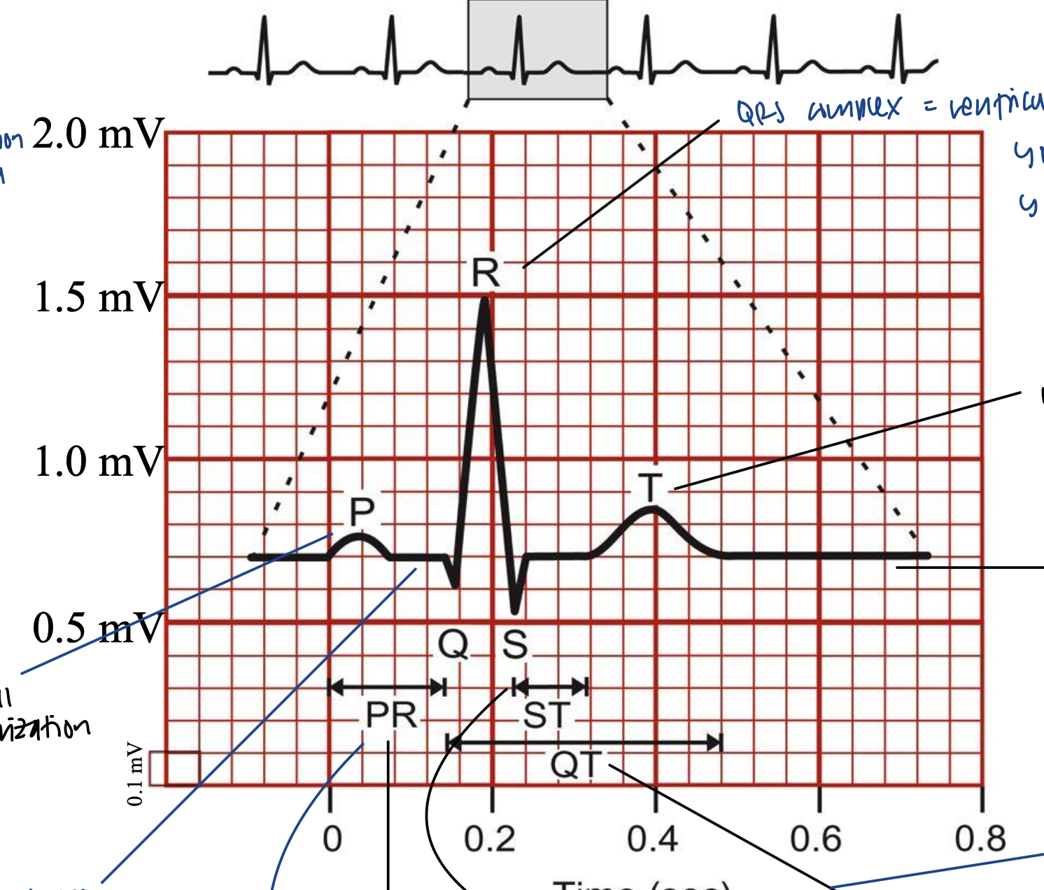 <ul><li><p>entire duration for ventricle to eject, contract, and relax</p><ul><li><p>ventricular depolarization and repolarization</p></li></ul></li></ul><p></p>