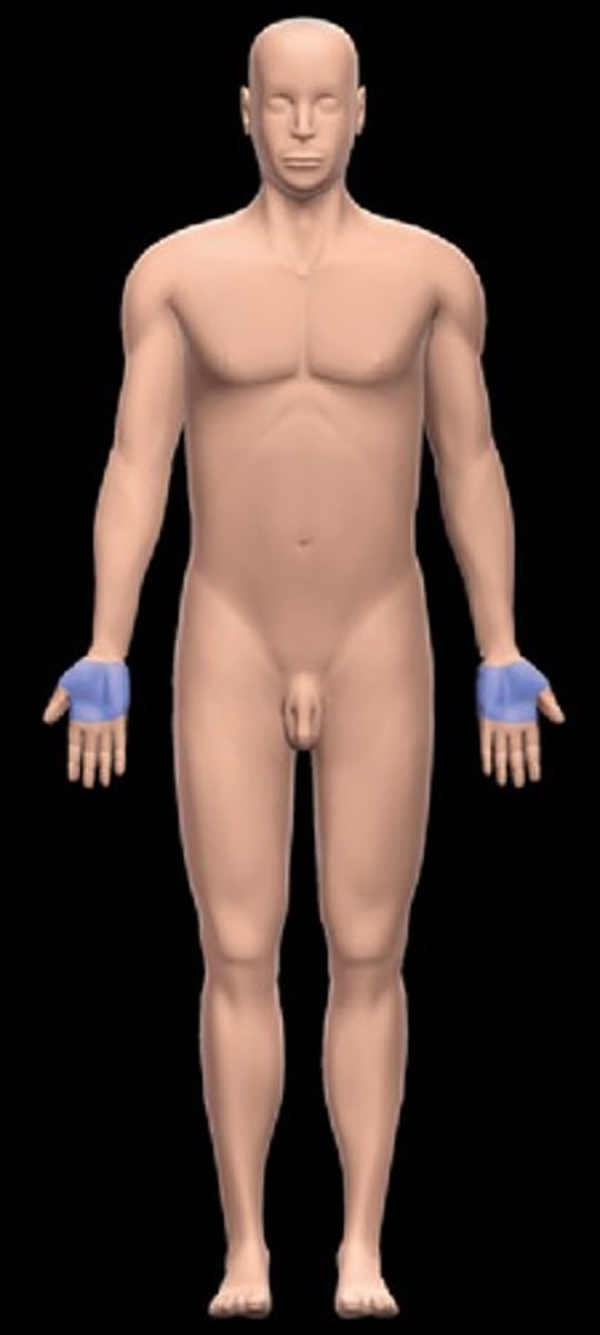 <p>the anterior hand (the palm of the hand)</p>