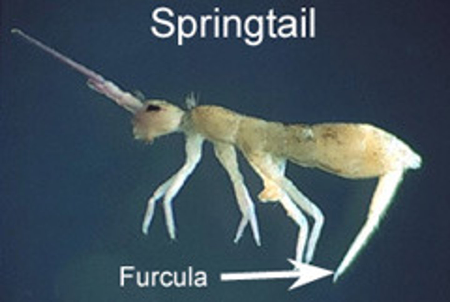 <p>A group within Apterygota that includes springtails, bristletails, and coneheads</p>