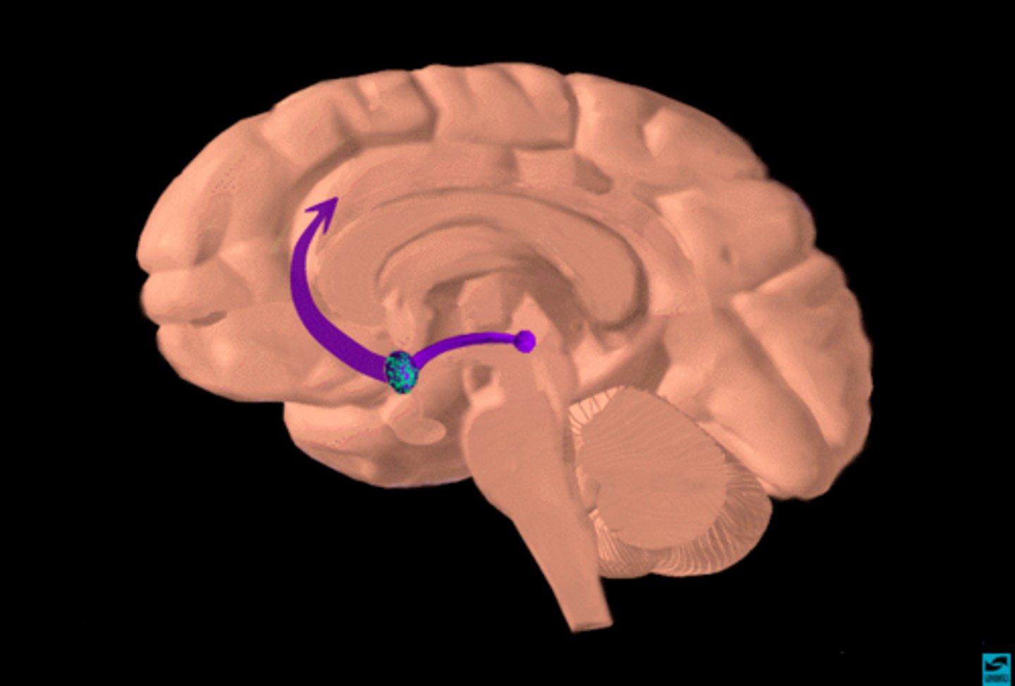 <p>structure receives dopamine from ventral tegmental area and is thought to be involved in reinforcement and attention</p>
