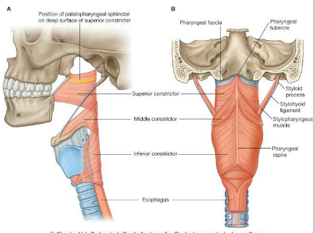 <p>What is the origin, insertion, innervation and action of the superior constrictor?</p>