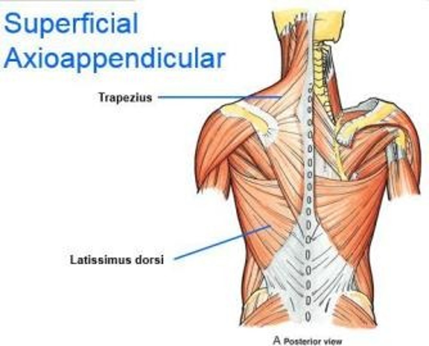 <p>Trapezius and Latissimus dorsi</p>