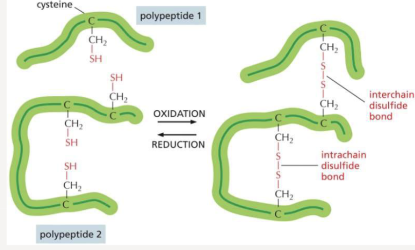 <p>stabilize protein structure, especially in harsh extracellular environments </p>