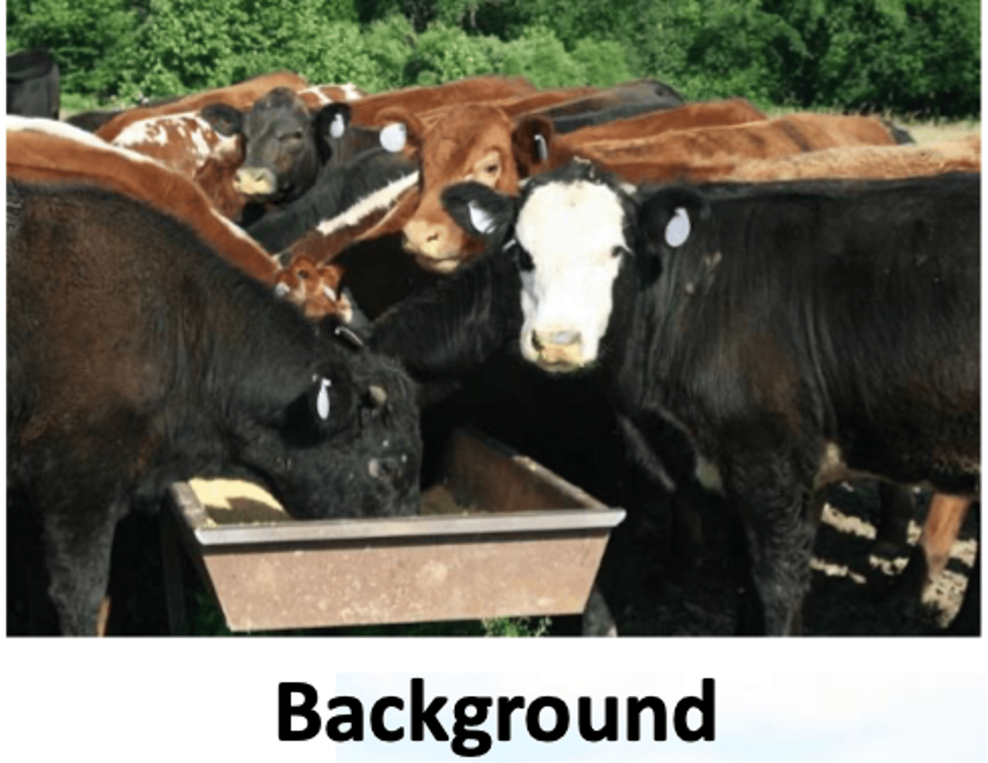 <p>what is the goal of stocker operation</p>