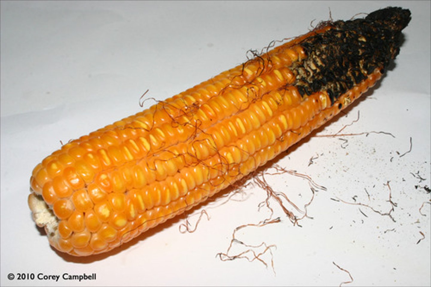 <p>spoil or impair the quality or efficiency of.</p>