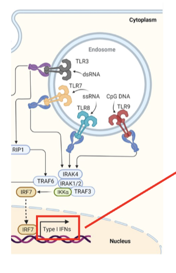 <p><strong>nucleic acid-binding TLRs can trigger interferon (IFN) production</strong></p><ul><li><p>virus-infected host cells → produce IFN-⍺ and IFN-β → induce innate immune responses and activate ____ cells to kill virus-infected cells → recruit lymphocytes and induce _______</p></li></ul><p></p>