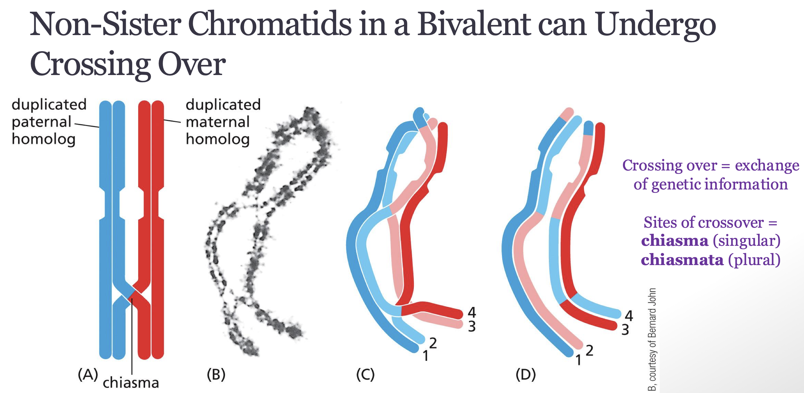 <p><span>it ensures genetic diversity and separation after first meiotic division so each haploid cell has a single sister chromatid  / proper segregation of duplicated homologs </span></p>