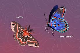 <p>butterflies and moths</p>