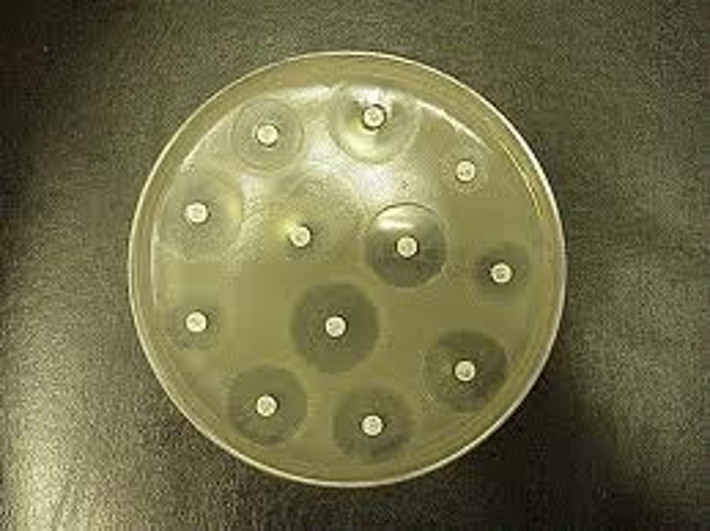 <p>agents that kill microorganisms or inhibit their growth</p>