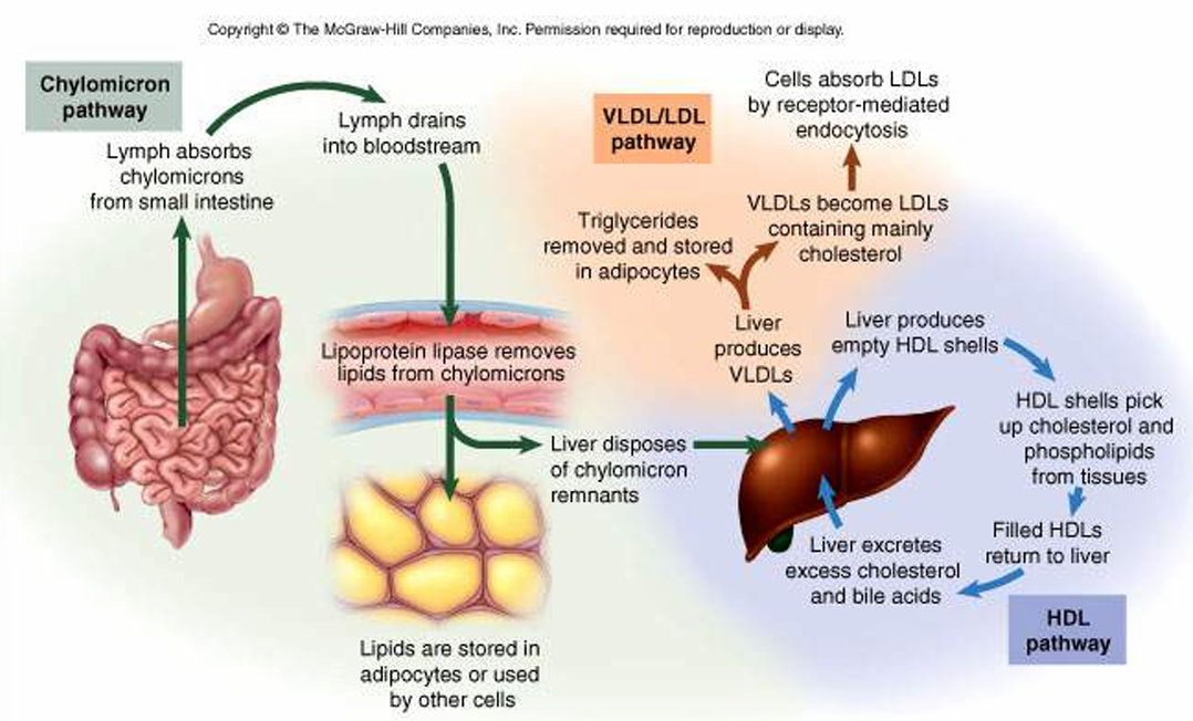 <ul><li><p><u>Chylomicron pathway</u></p><ol><li><p>Lymph absorbs chylomicrons from small intestine</p></li><li><p>lymph drains into the bloodstream</p></li><li><p>lipoprotein lipase removes lipids from chylomicrons</p></li><li><p>lipids are stored in adipocytes or used by other cells OR liver disposes of chylomicron remnants</p></li></ol></li></ul><p></p><ul><li><p><u>VLDL/LDL pathway</u></p><ol><li><p>liver produces VLDLs</p><ul><li><p>2. triglycerides are removed and stored in adipocytes </p></li><li><p>OR</p></li><li><p>2. VLDLs become LDLs containing mainly cholesterol</p><ul><li><p>3. cells absorb LDLs by receptor-mediated endocytosis</p></li></ul></li></ul></li></ol></li></ul><p></p><ul><li><p><u>HDL pathway</u></p><ol><li><p>Liver produces empty HDL shells</p></li><li><p>HDL shells pick up cholesterol and phospholipids from tissues</p></li><li><p>Filled HDLs return to the liver</p></li><li><p>Liver excretes excess cholesterol and bile acids</p></li></ol></li></ul><p></p><p></p>