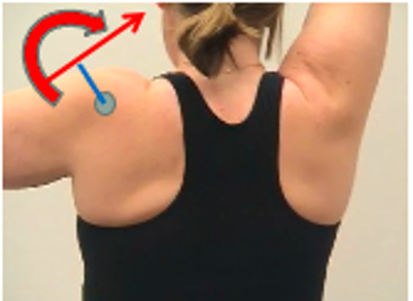 <p>General Abduction Shoulder Movement. <br><br>Blue circle = ?<br>Curved red arrow = ?<br>Linear red arrow = ?</p>