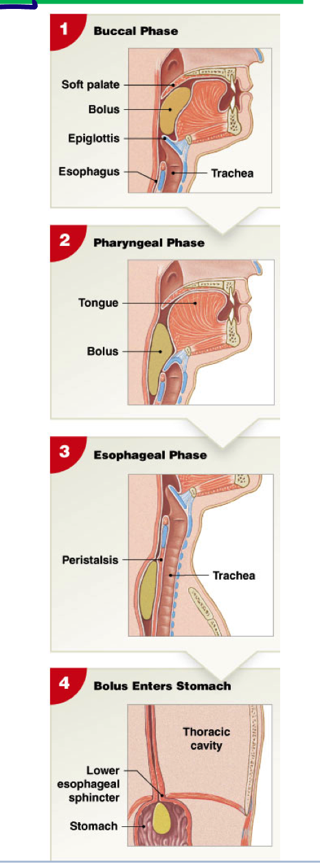 <ul><li><p>Oral (buccal phase): voluntary </p></li><li><p>Pharyngeal phase: involuntary </p></li><li><p>Esophageal phase: involuntary</p></li></ul><p></p>