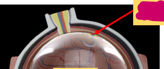 <p>What is this structure called?</p>
