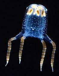 <p>sea wasps, mostly medusa with polyp reduced</p>