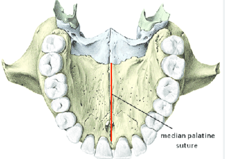 <p>lengthwise line that runs through hard palate on maxilla </p>