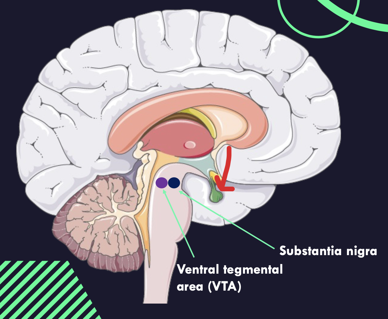 <p><strong>Hypothalamus to pituitary gland</strong></p><ul><li><p><strong>Increased levels of dopamine will cause decreased levels of prolactin</strong></p></li><li><p><strong>Increased prolactin: amenorrhoea (increased prolactin decreases FSH), galactorrhoea</strong></p></li><li><p><strong>ADR: hyperprolactinemia (as antipsychotics reduce levels of dopamine, it increases levels of prolactin causing lactation)</strong></p></li></ul>