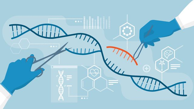 <p>Name two uses of genetic engineering.</p>